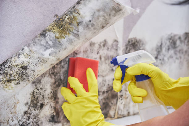 Best Mold Damage Restoration in New London, TX